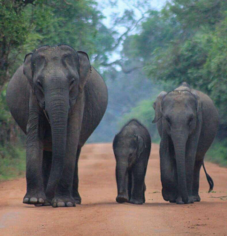 Yala National Park: Morning Half day Safari Tour - Wildlife You Might Encounter