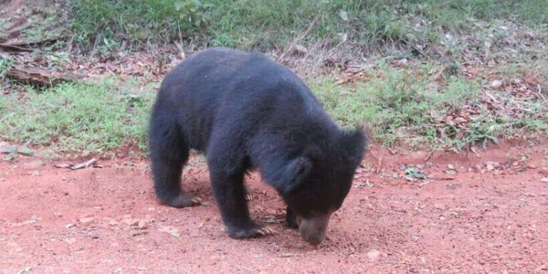 Yala National Park : Morning or Afternoon Safari ( 5 h ) - Who Will Love This Tour?