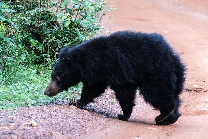Yala National Park Private Safari - Final Thoughts