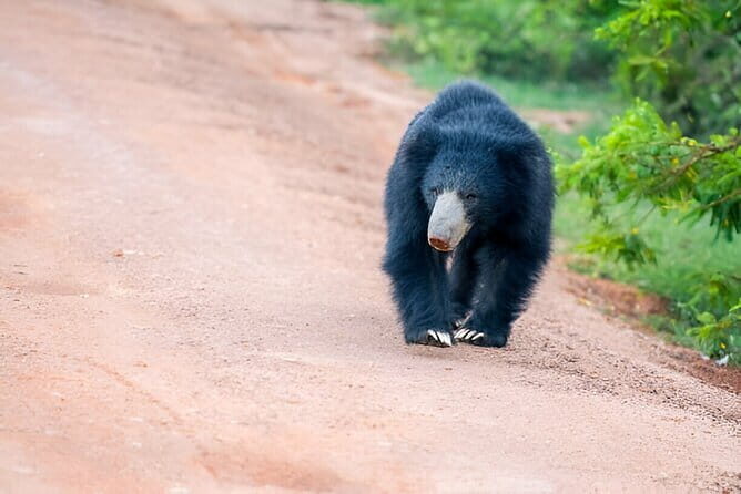 Yala National Park Safari from Ella - A Complete Look at the Yala Safari Experience