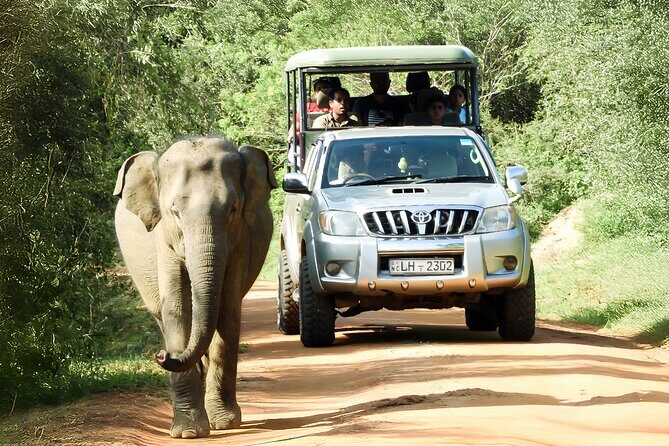 Yala National Park Shared Safari Tour Morning Evening & Full Day - What Makes This Tour Stand Out?