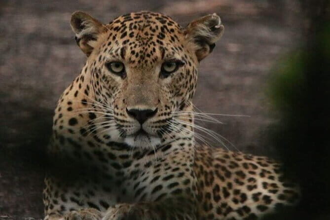 Yala National Park Tour From Hambantota Port - Final Thoughts