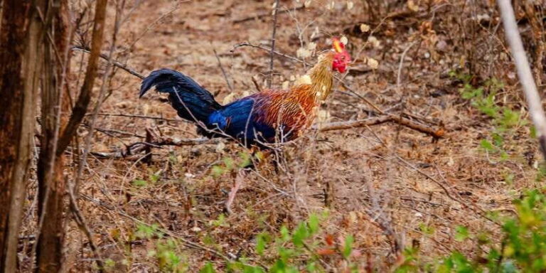 Yala National Park Wildlife safari from Bentota - What Travelers Say