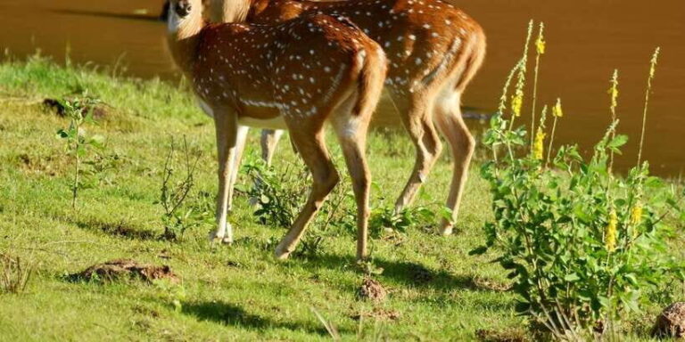 Yala National Park Wildlife safari from Mirissa - What You’ll Love About This Tour