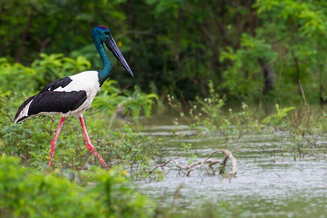 Yala Safari Day Trip from Mirissa/Weligama/Galle/Tangalle areas - Why This Tour Offers Value