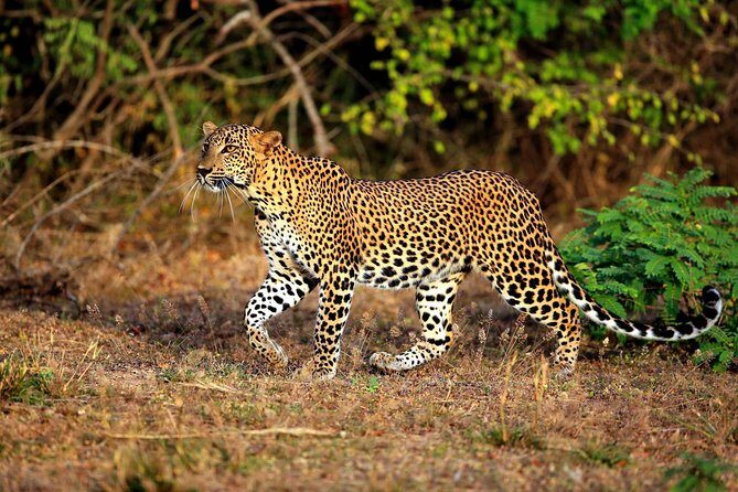 Yala Safari Private Day Trip from Bentota and Kalutara Areas - The Experience in Practice