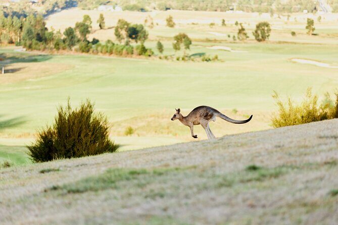 Yarra Valley Chandon Cheese & Sunset Kangaroos from Melbourne - What Makes This Tour Stand Out