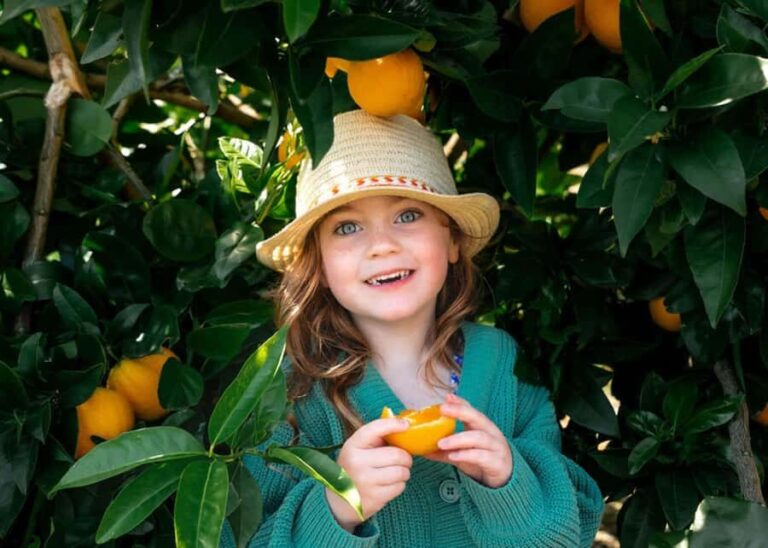 Yarra Valley: Orchard Tractor Tour with Fruit Tasting - The Itinerary in Detail
