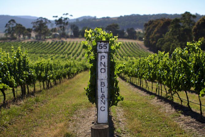 Yarra Valley Premium Tour inc Lunch and Cheese and Wine Pairing at De Bortoli - Why This Tour Works Well