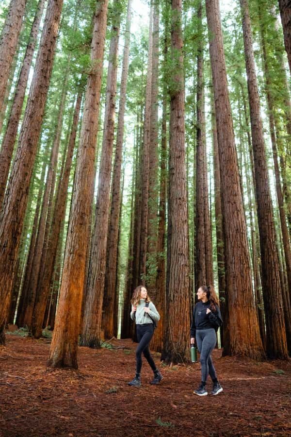 Yarra Valley: Redwood Forest Mountain Bike Adventure - The Itinerary Breakdown: What to Expect