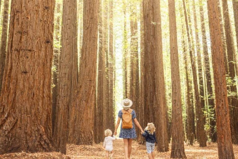Yarra Valley | Redwoods, Wildlife, Wine, Chocolate - Practical Details and Tips
