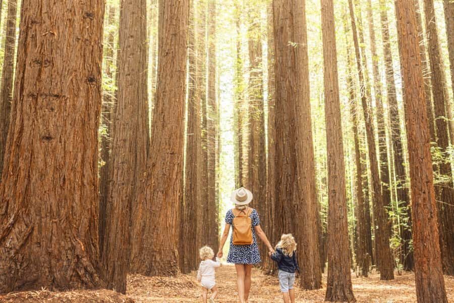 Yarra Valley | Redwoods, Wildlife, Wine, Chocolate - Practical Details and Tips