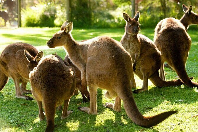 Yarra Valley Small Group | Redwoods, Wildlife, Winery & Chocolate - Transportation and Comfort