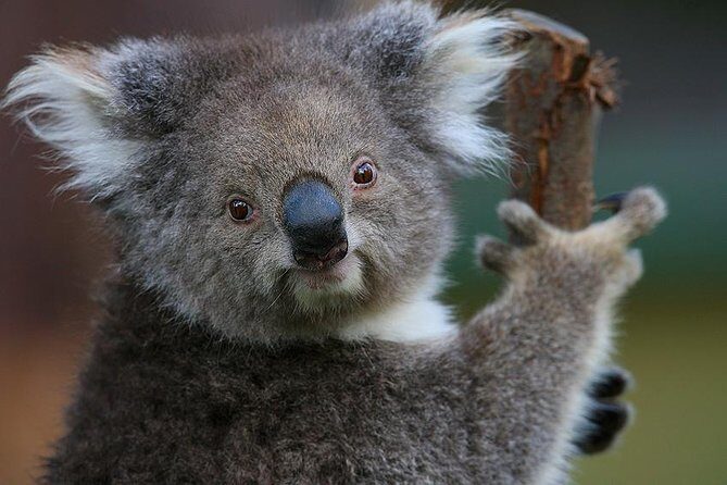 Yarra Valley Wildlife & Wine Day Tour with Healesville Sanctuary - Why This Tour Works