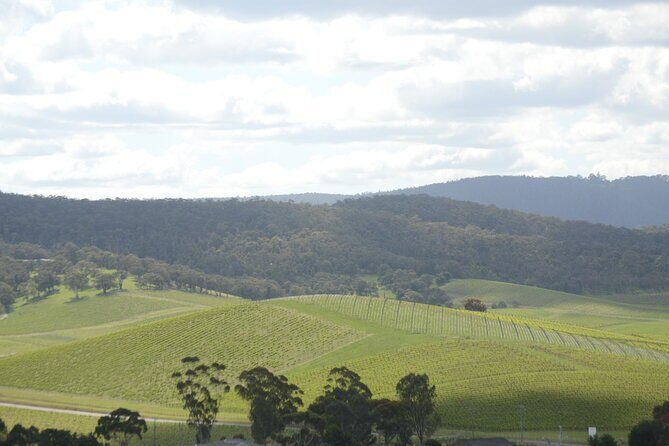 Yarra Valley Wine Tasting Private Tours - What Makes This Tour Stand Out