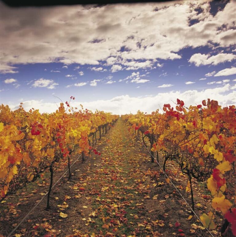 Yarra Valley: Winery Tour with Lunch at Yering Station - Price and Value