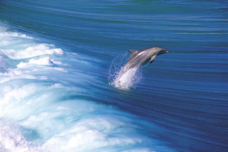 Yorke Peninsula: 3-Day Coastal Wilderness Tour from Adelaide - Day 2: Innes National Park & Southern Yorke Peninsula