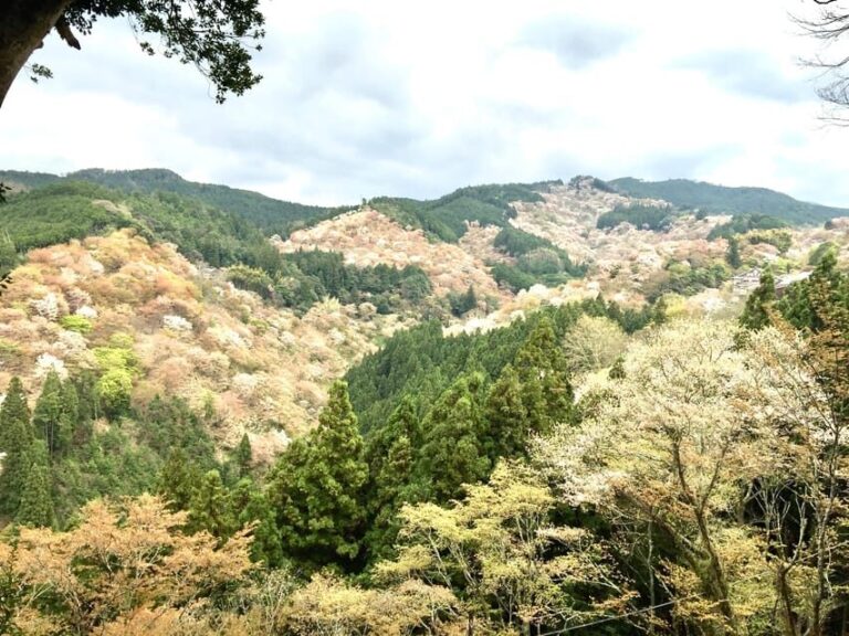 Yoshino: Private Guided Tour & Hiking in a Japanese Mountain - Who Should Consider This Tour?