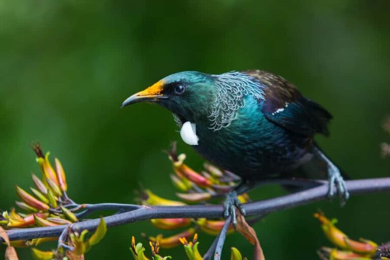 Zealandia by Day Tour - An In-Depth Look at Zealandia’s Guided Tour