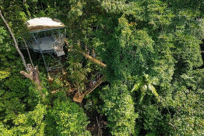 Ziplining Cape Tribulation with Treetops Adventures - Authentic Experiences and Feedback From Travelers