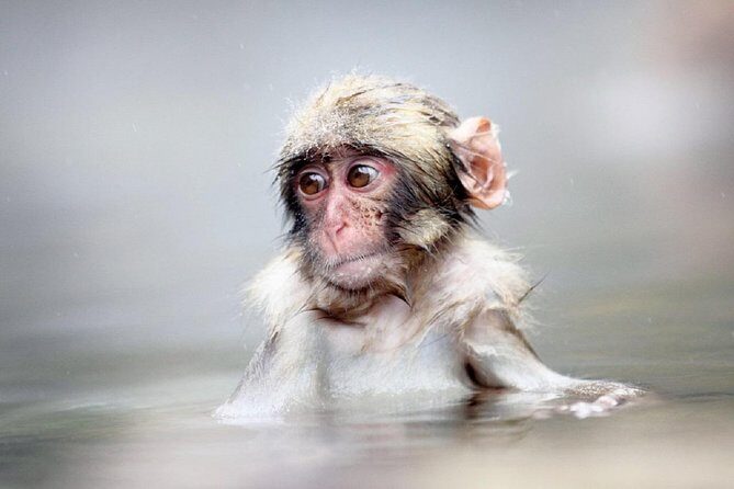 1-Day Snow Monkeys & Snow Fun in Shiga Kogen Tour - The Practicalities: What to Expect