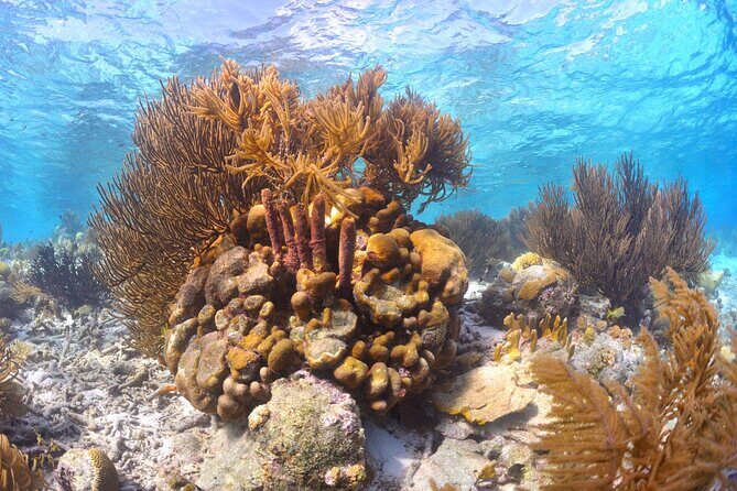 100% Private Charter Snorkel, Sail, Relax (Cruisers Friendly) - What Travelers Say