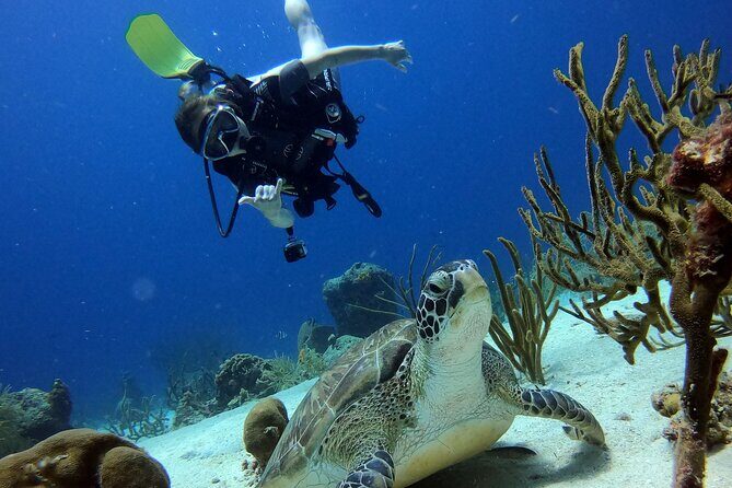 2 tank guided dive House Reef (Pierbaai Reef and Car Pile) - Why We Think This Tour Offers Good Value