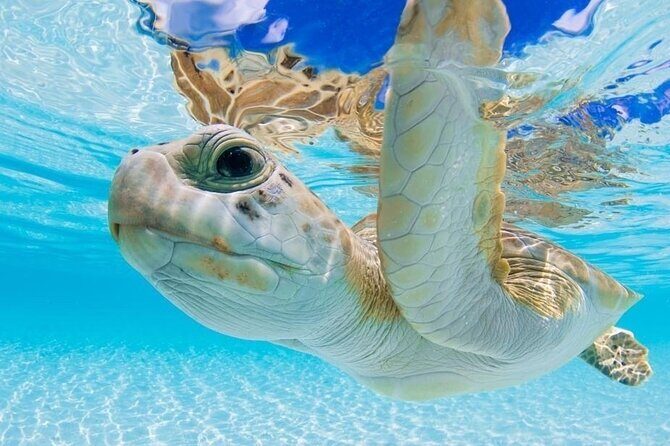 3 Islands Tour, Swim with Pigs, Turtles, Snorkelling & lunch - What We Loved About the Tour