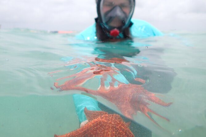 4-Stop Stingray, Snorkel, Star Fish & 7 Mile Beach (Family Owned) - Transportation, Group Size, and Duration
