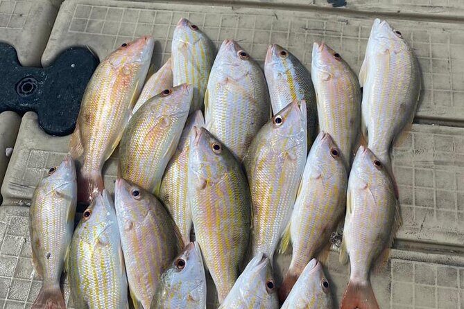 4HR-Halfday Private Fishing Tour in Gracebay - Authentic Experiences and Real Feedback