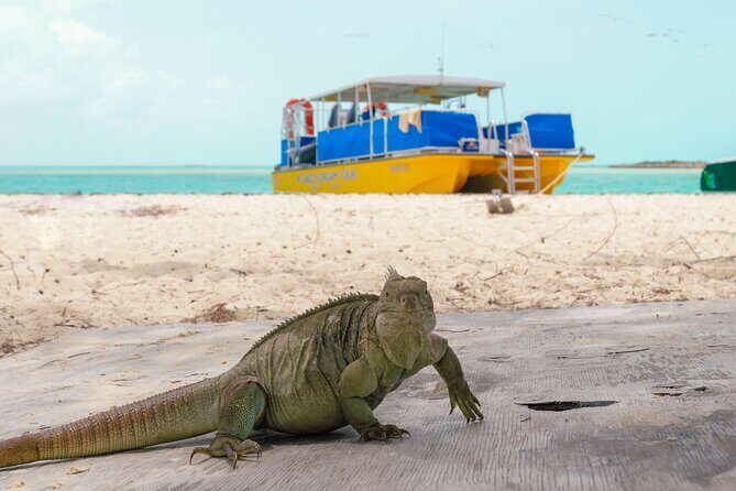 Afternoon Half Day Cruise from Providenciales with Snorkeling and Iguana Island - The Experience in Detail