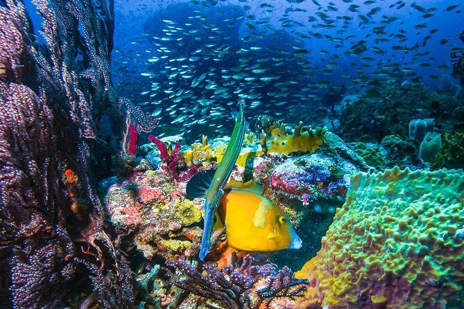 ALL INCLUSIVE Full Day snorkeling & sunset cruise with boat dogs - What Travelers Love Most