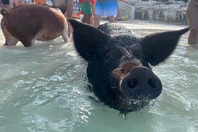 All Inclusive Pig Encounter, Snorkeling, Turtles, Lunch & Beach - The Experience: What Travelers Are Saying