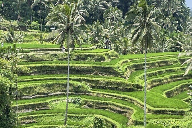 All Inclusive Ubud Cultural and Natural Highlights Tour - The Logistics: Comfort, Timing, and Value