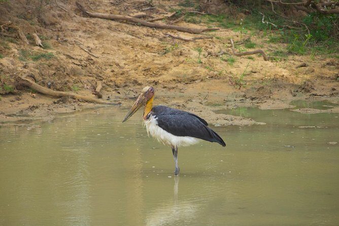 All Inclusive Yala National Park Jeep Safari from Colombo - FAQ
