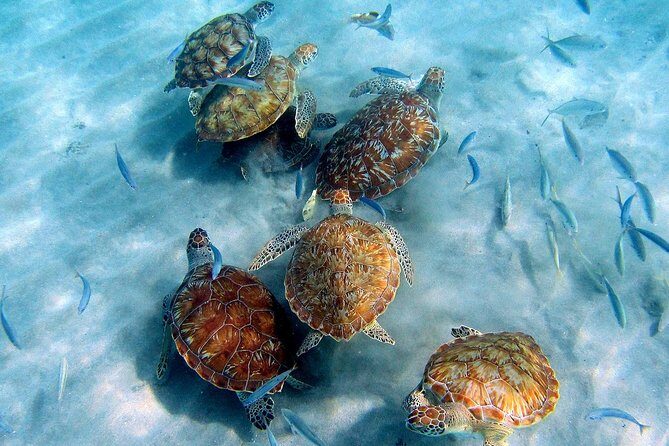 All West Beach Hopping Tour - Transportation, Group Size, and Value