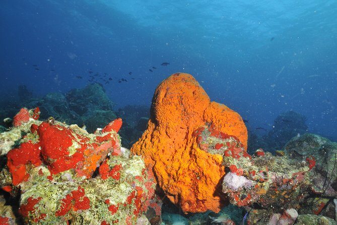 Aruba 2-Tank Guided Dive for Certified Divers / rental equipment - Practical Details: What You Need to Know
