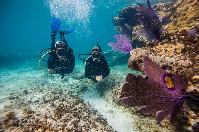Aruba One or Two Tank Scuba Dive - What the Tour Looks Like
