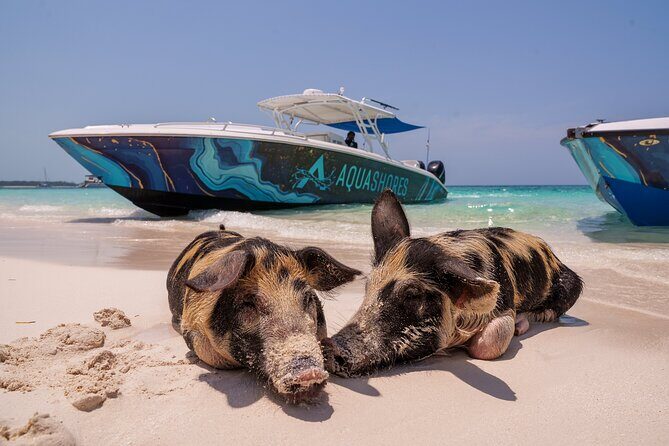 Bahamas Adventure: Pigs, Reef, Turtles, and Beach with Lunch - The Itinerary in Detail