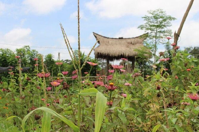 Balinese Cooking Class at Organic Farm - What Makes This Tour Special?