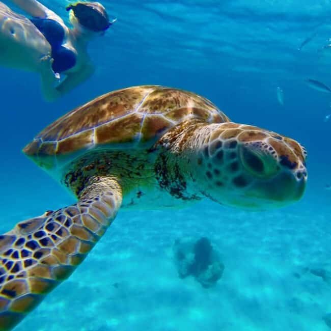 Barbados: Catamaran Tour with Snorkeling and Lunch - Why This Tour Is a Good Deal