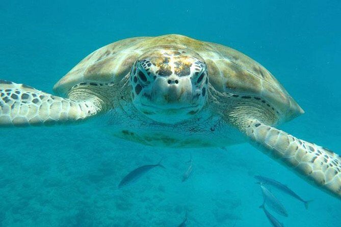 Barbados Shore Excursion Snorkel cruise and Beach Day - Who Is This Tour Best For?