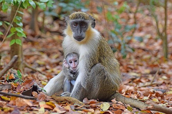 Barbados Small-Group Monkey Feeding Experience - Frequently Asked Questions