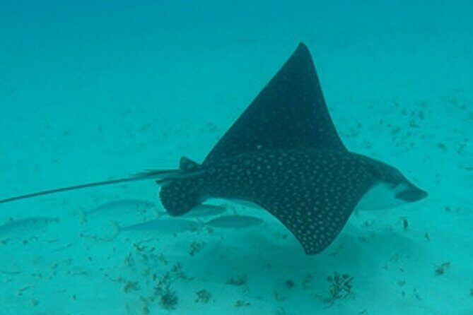 Barbados Sunset and Snorkeling Catamaran Cruise - FAQs