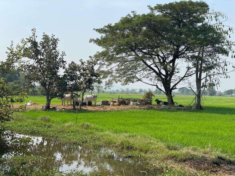 Battambang: Bamboo Train, Bat Cave and Killing Cave Tour - A Practical Overview of the Tour Experience