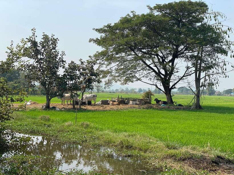 Battambang: Bamboo Train, Bat Cave and Killing Cave Tour - A Practical Overview of the Tour Experience