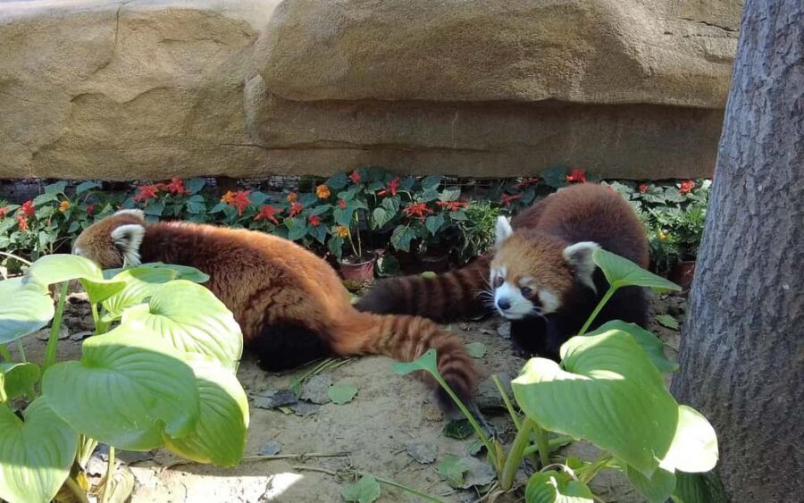 Beijing: Panda House Ticket (Zoo) October-limited Discount - Discovering Beijing Zoo and Its Panda House