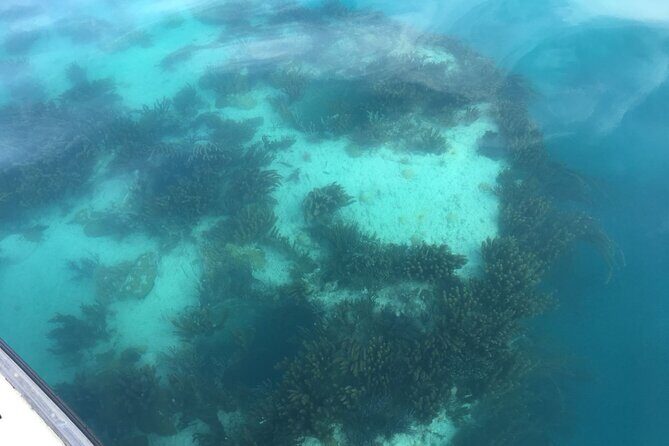 Bermuda Glass Bottom Boat Cruise - The Value of the Experience