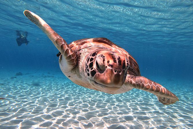 Best Highlight Island Tour - Perfect Day Tour. Small group Tour - Why You Should Consider This Tour