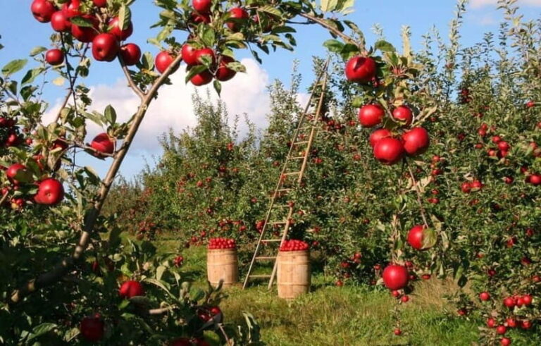 Big Almaty Lake and Legendary Almaty Apple Orchard - What to Expect from the Tour